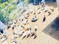 Ducks — foto 1