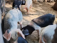 Boar, Pigs — photo 1
