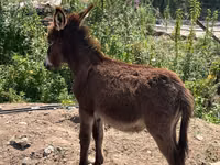 Kůň, Koně — foto 1