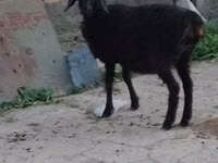Ovejas (lote, sexo no especificado), Ovejas — foto 4