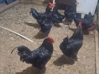 Australorp — Foto 2