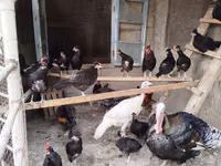 Chickens — zdjęcie 1