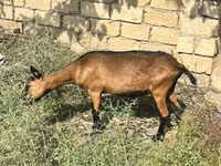 Ziege, Alpine goat — Foto 1