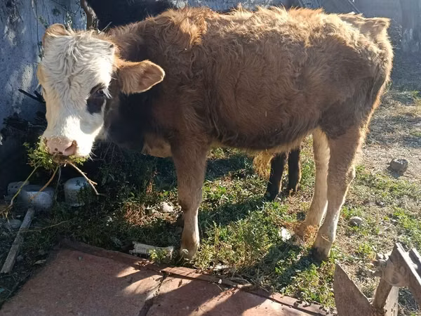 Buğa, Simmental cattle