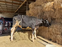 Krava, Russian Black pied cattle — foto 4