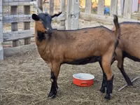 Koza, Alpine goat — foto 4