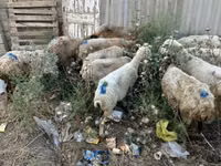 Carneiro, Ovelhas — foto 4