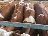 Toro, Simmental cattle — foto 2