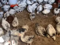 Chickens — الصورة 1
