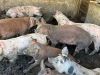Prasnice, Prasata — foto 3