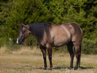 Koń, Quarter Horse — zdjęcie 2