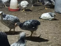 Chickens — foto 3
