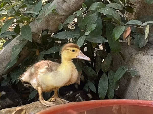 Ducks — Ozarbayjon