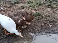 Ducks — Foto 5