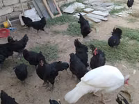 Chickens — zdjęcie 5