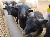 Beran, Ouessant sheep — foto 1