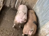 Knur, Świnie — zdjęcie 7