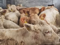Rinder (Partie, Geschlecht nicht angegeben), Charolais cattle — Foto 3