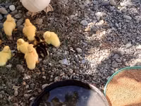 Ducks — foto 2