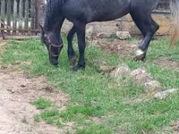 Айғыр, Lipizzaner — 7-сурет