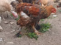 Brahma — foto 3