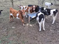 Býk, Simmental cattle — foto 1