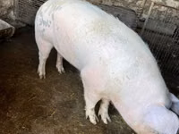 Knur, Świnie — zdjęcie 2