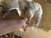 Chickens — Foto 2