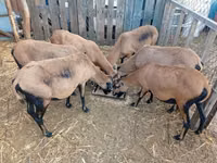 Ovce, Cameroon sheep — foto 2