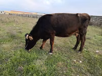 Buqa, Aberdin – Angus — 2-rasm