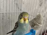 Qəfəslər — الصورة 2