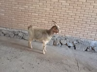 Koza, Alpine goat — foto 1