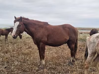 ცხენი, Mugalzhar horse — ფოტო 6
