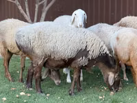 Schaf, Arashan sheep — Foto 4