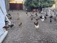 Chickens — zdjęcie 2