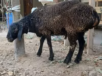 मेढ़ा, भेड़ — फ़ोटो 5