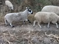 Qoç, Cerry Hill sheep — foto 1