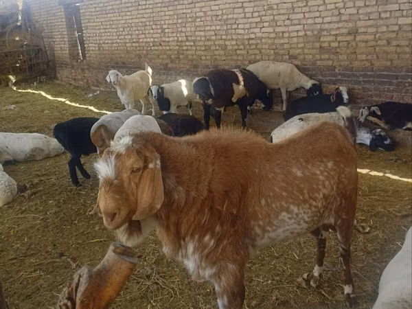 ஆண் வெள்ளாடு, Beetal goats