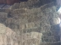 Ավյոզի տուկ ավյոզ — foto 2