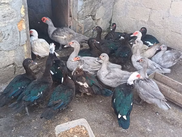Ducks