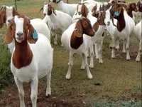 Echkilar (partiya, jinsi ko‘rsatilmagan), Boer goat — 5-rasm