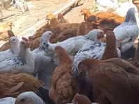 Chickens — foto 2