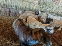 Moutons (lot, sexe non indiqué), Hissar sheep — photo 2