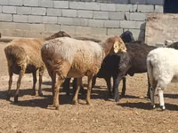 Қошқар, Ordabasy sheep — 4-сурет