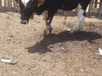 Býk, Russian Black pied cattle — foto 2
