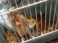 7 ədəd hamster və qəfəs dəsti - Növ: xırda ev heyvanı (hamster) - — photo 5