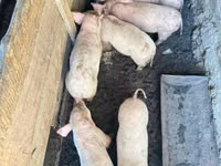 Boar, Pigs — photo 2