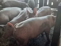 母猪, Pigs — 照片 4