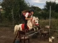 Айғыр, Shetland Pony — 2-сурет