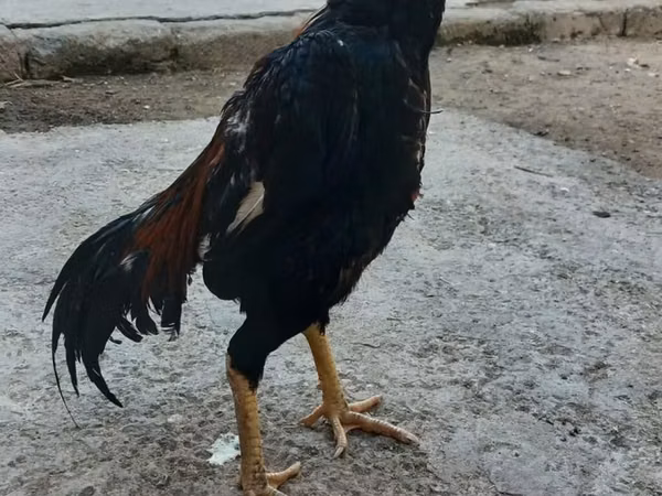 Chickens — Azerbaïdjan